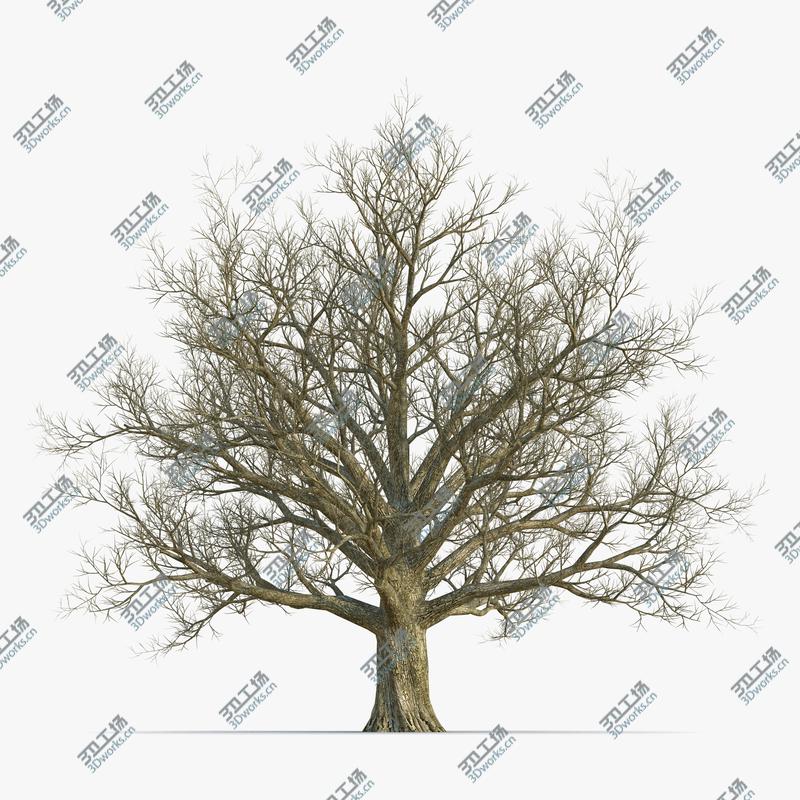 images/goods_img/2021040161/Red Oak Old Tree Winter/1.jpg